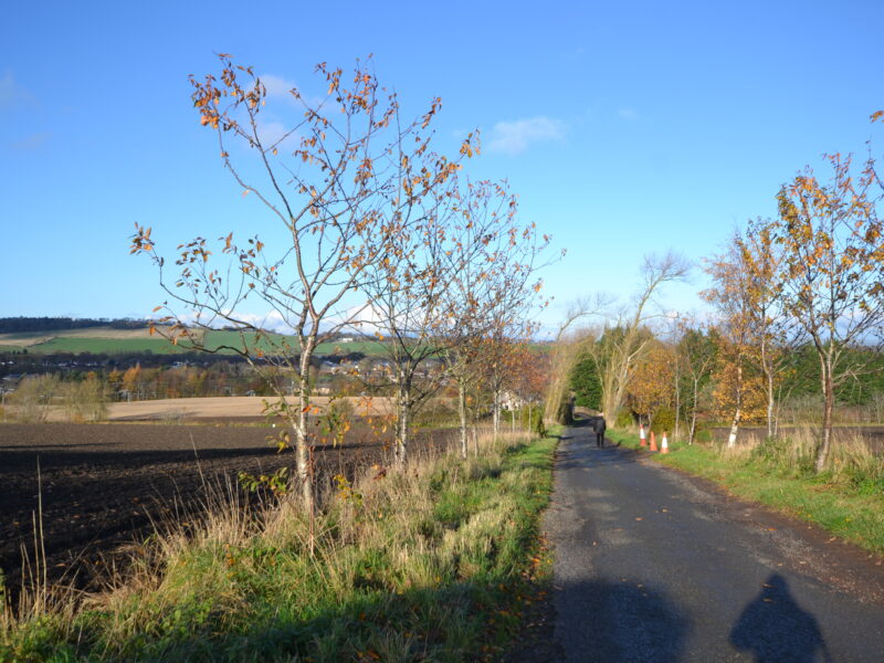 View North Over Site from Farm Access Boundary Road Along Eastern Boundary